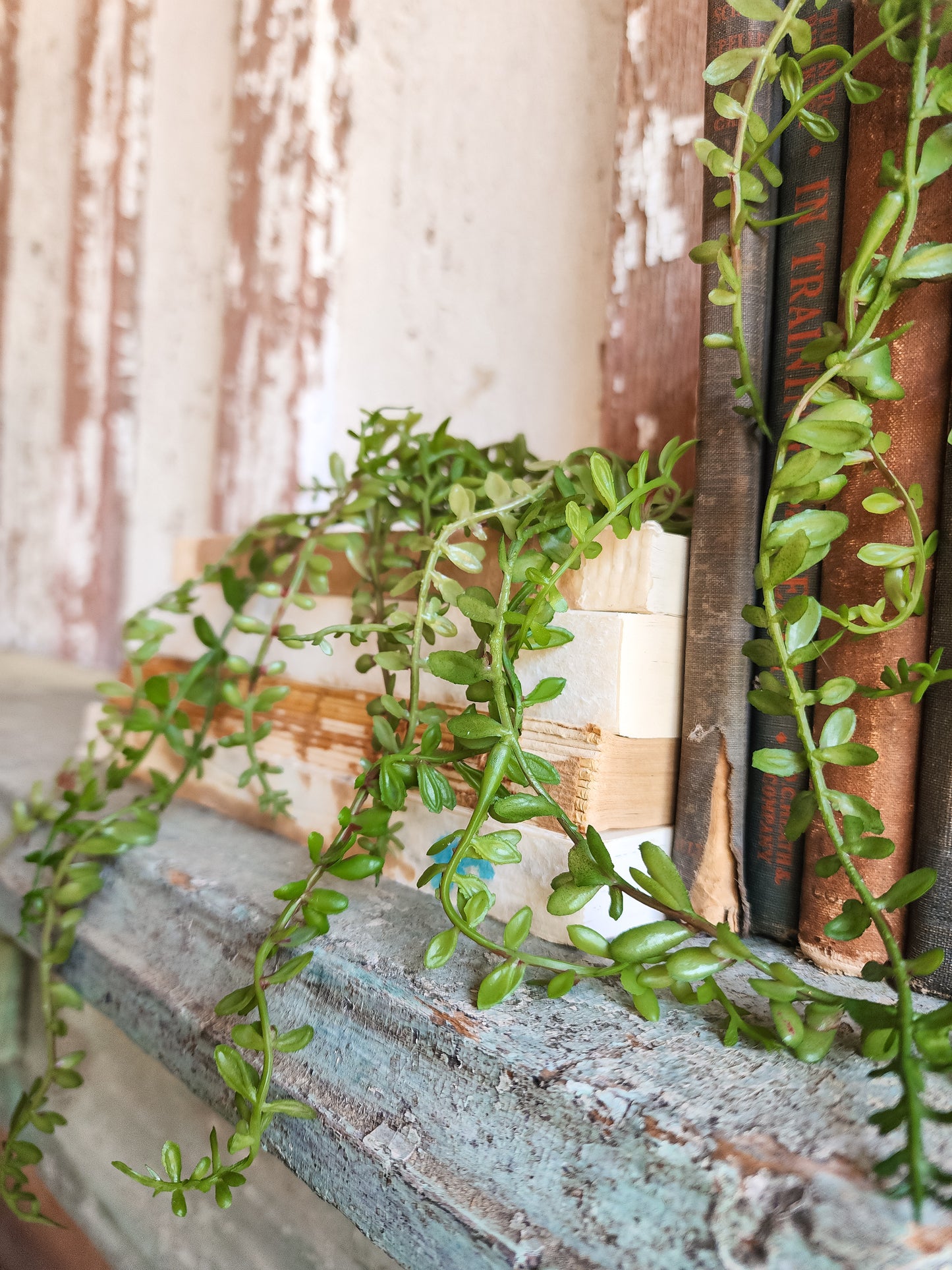Mini Hanging Succulent Vine