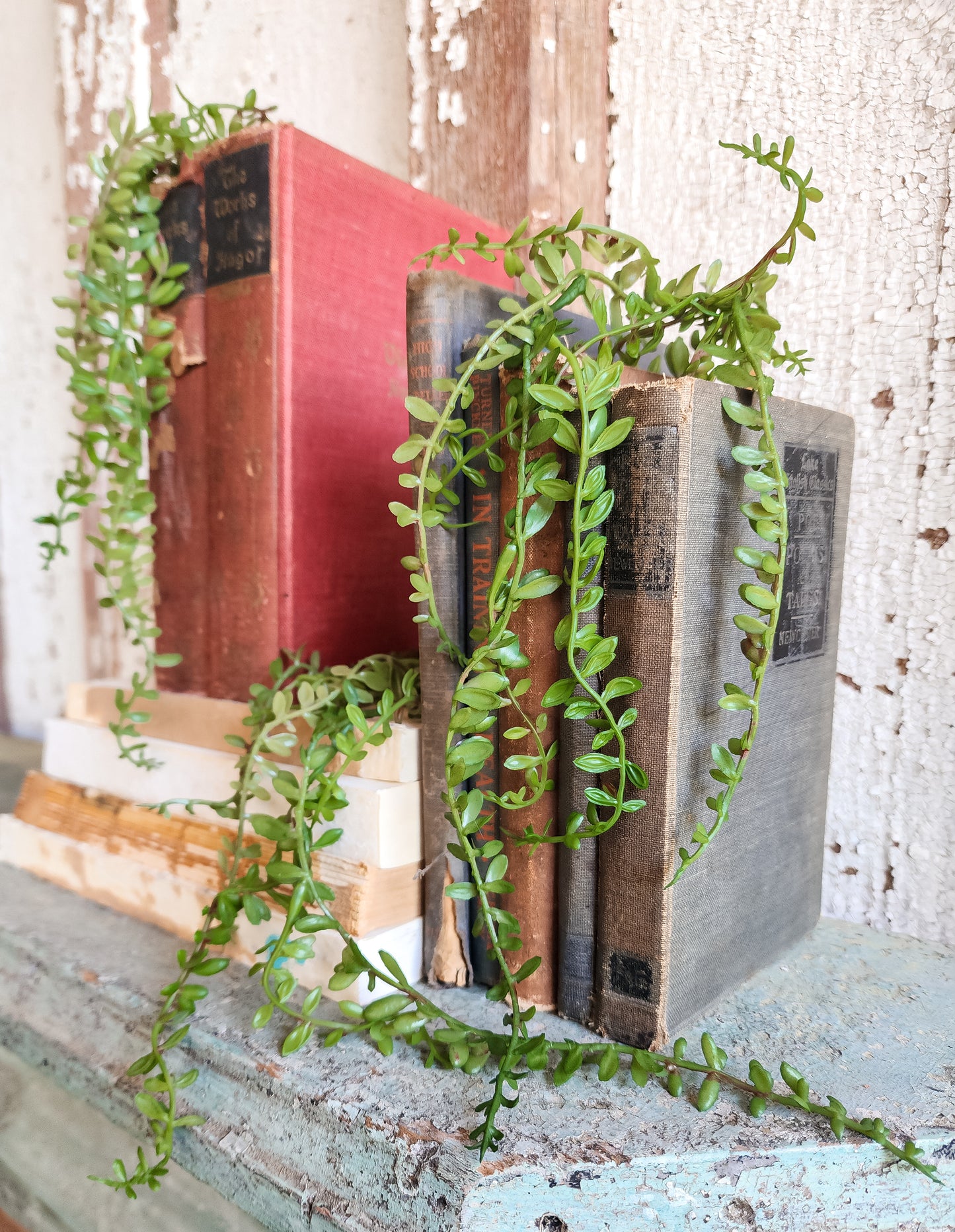Mini Hanging Succulent Vine