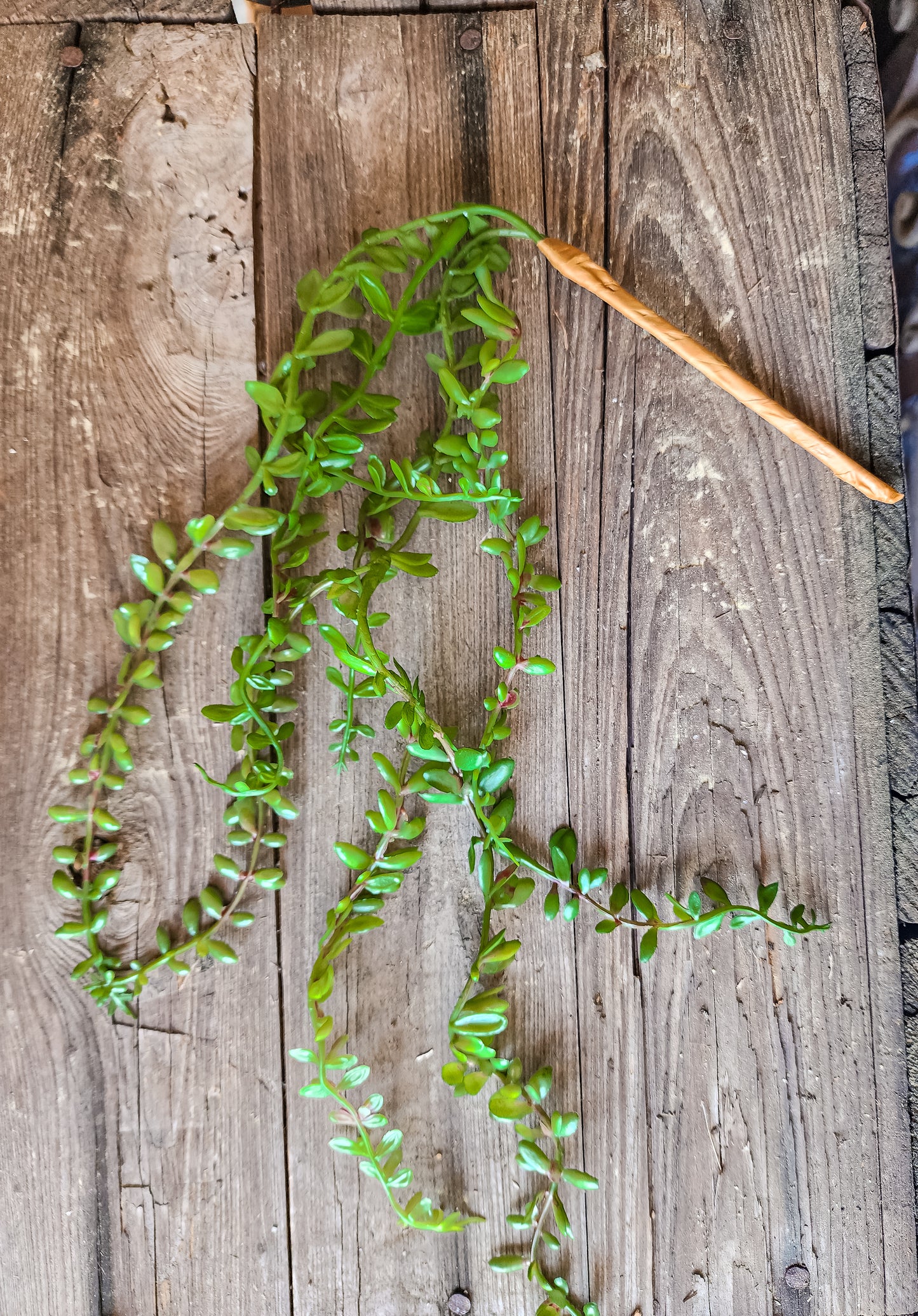 Mini Hanging Succulent Vine