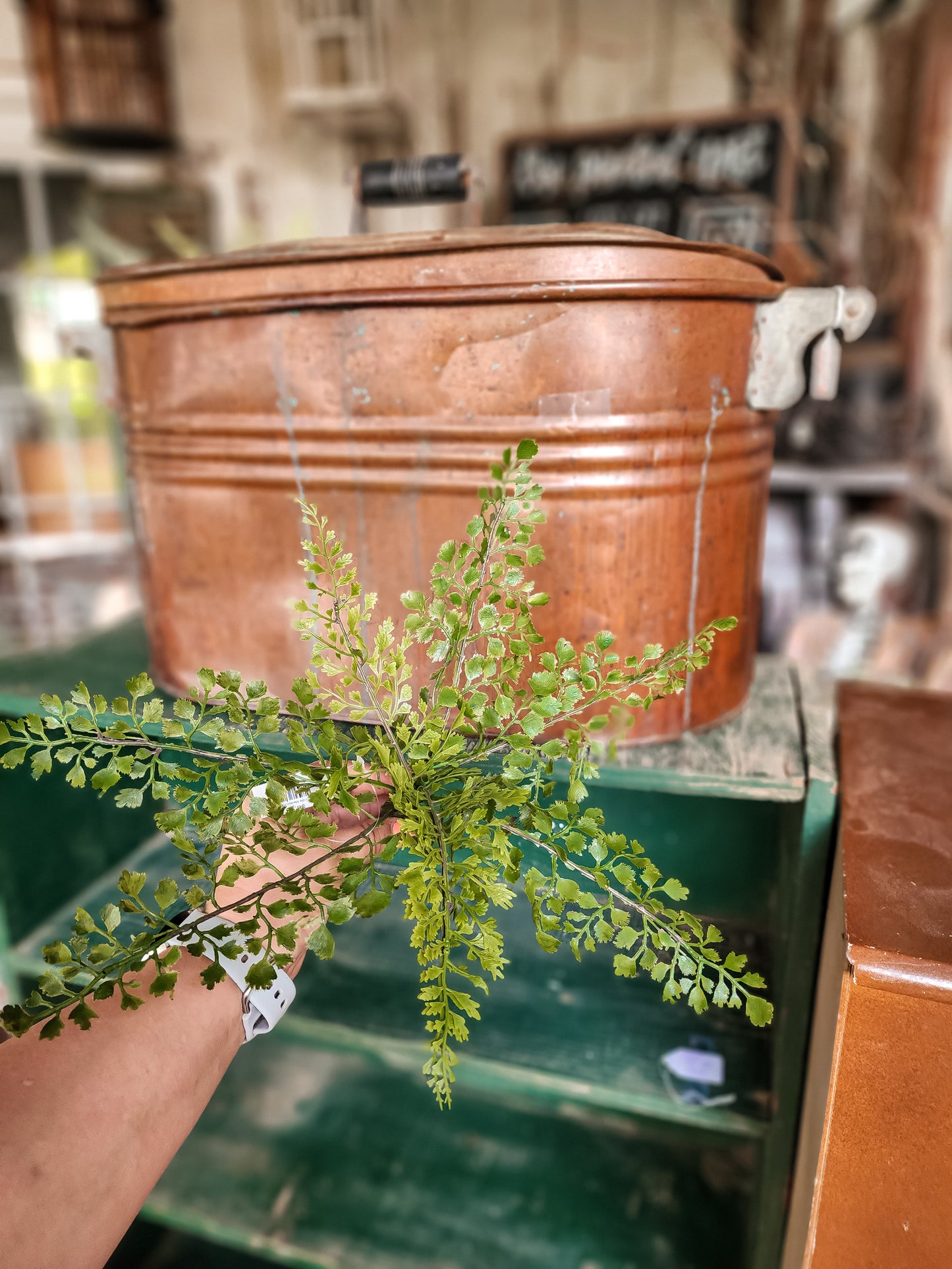 Bundle Maiden Hair Fern
