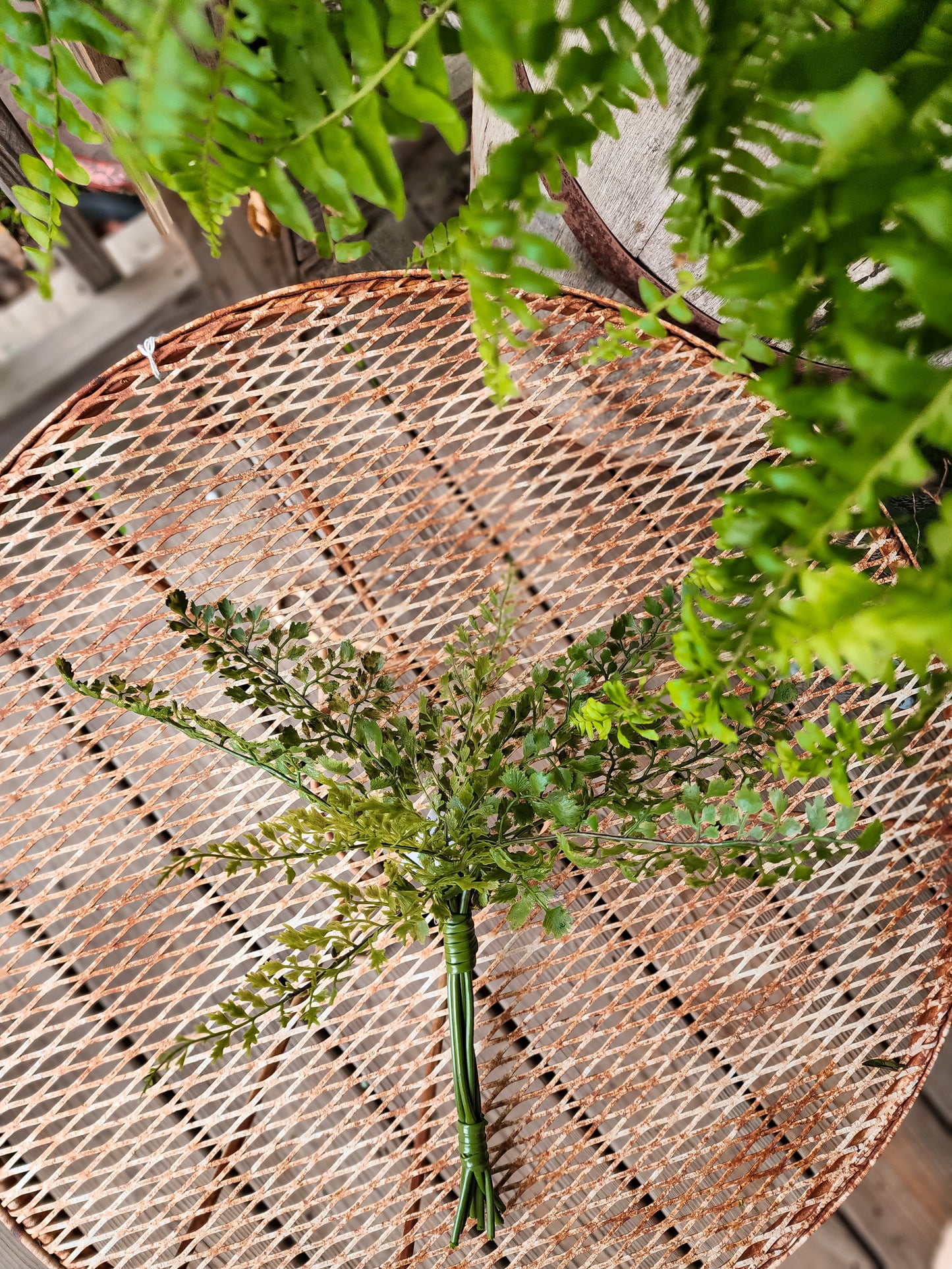 Bundle Maiden Hair Fern