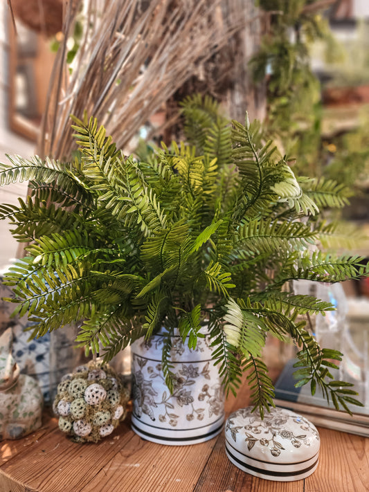 Isla Branching Fern Bush