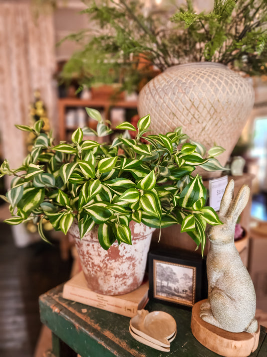 18"L Wandering Jew Leaf 2-tone Green