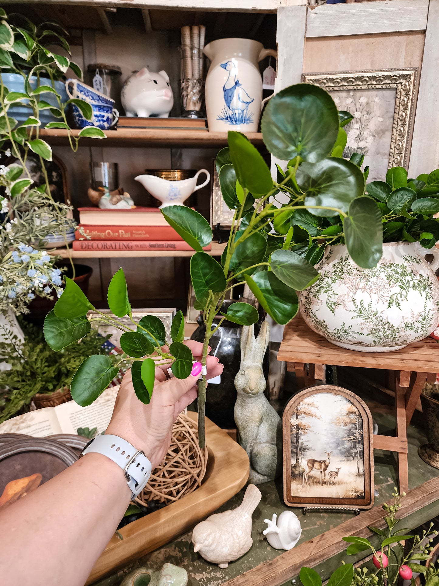 Eucalyptus Stem