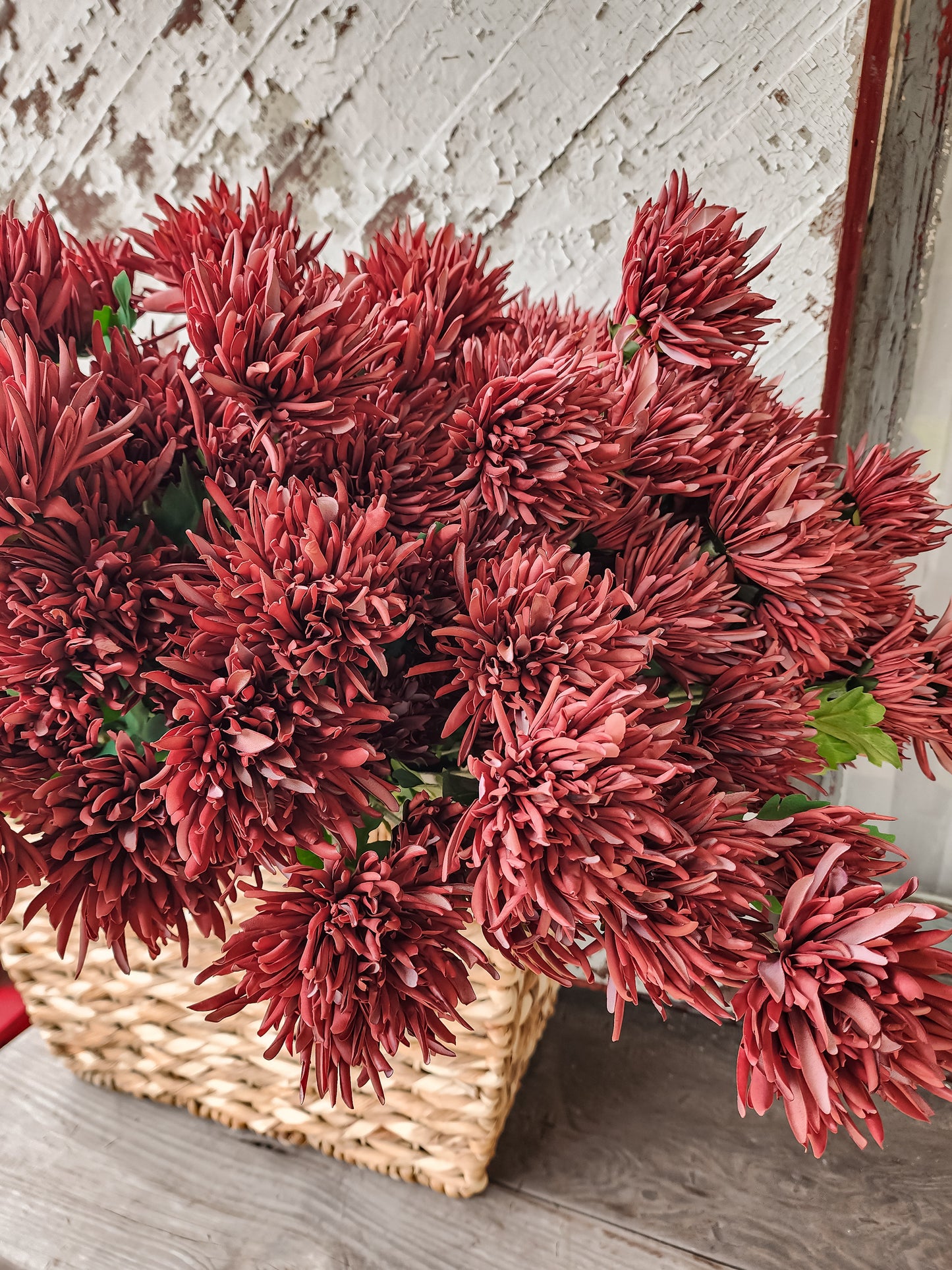 Fall Chrysanthemum Stem