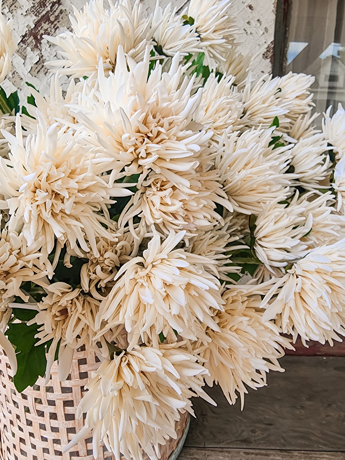 Fall Chrysanthemum Stem