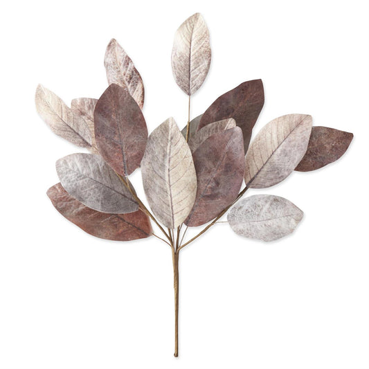 20” Old Grove Magnolia Bush