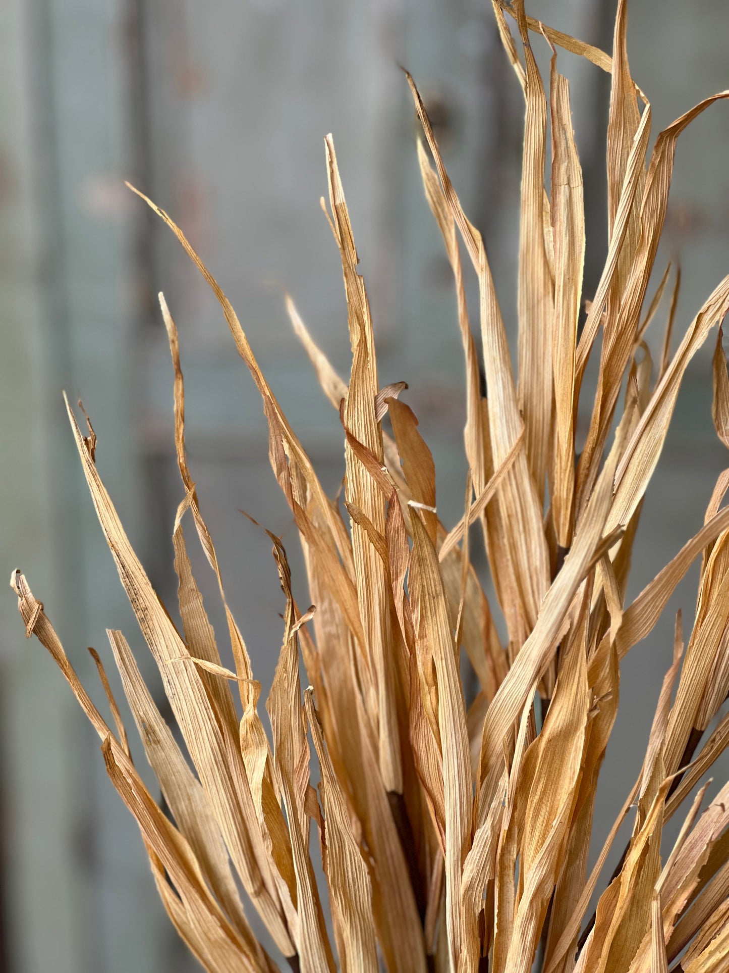 Harvest Husk Bush (Assorted Color)