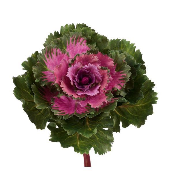 Pink and Green Kale