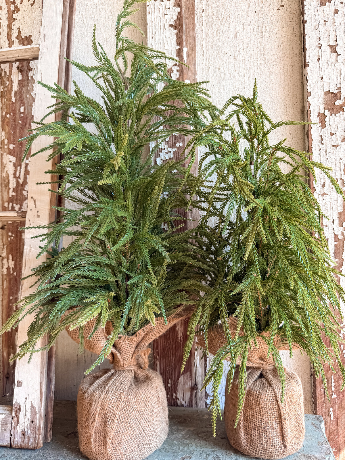 Teton Norfolk Pine Tree (Two Sizes)