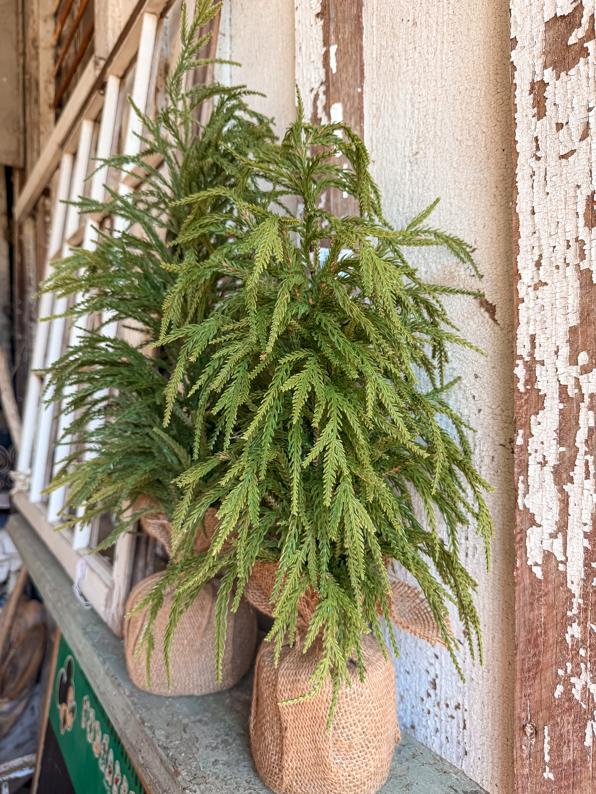 Teton Norfolk Pine Tree (Two Sizes)