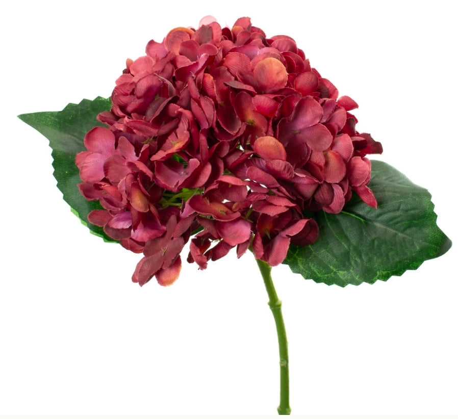 Paper Leaf Hydrangea