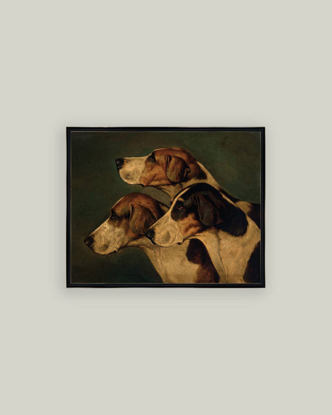 Three English Foxhounds