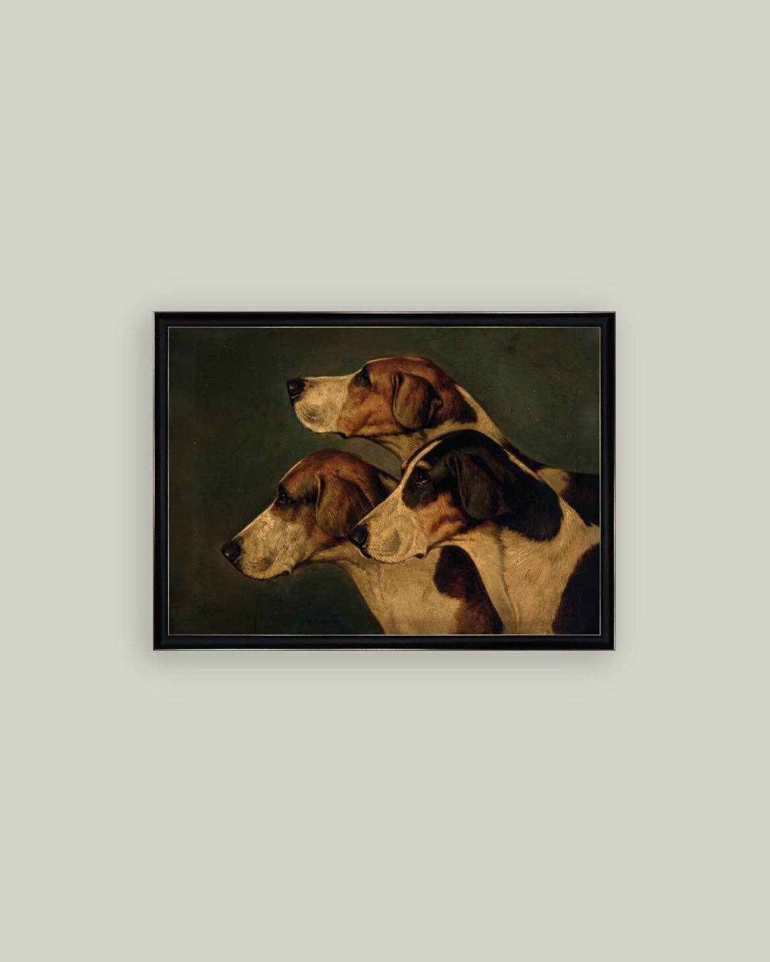 Three English Foxhounds