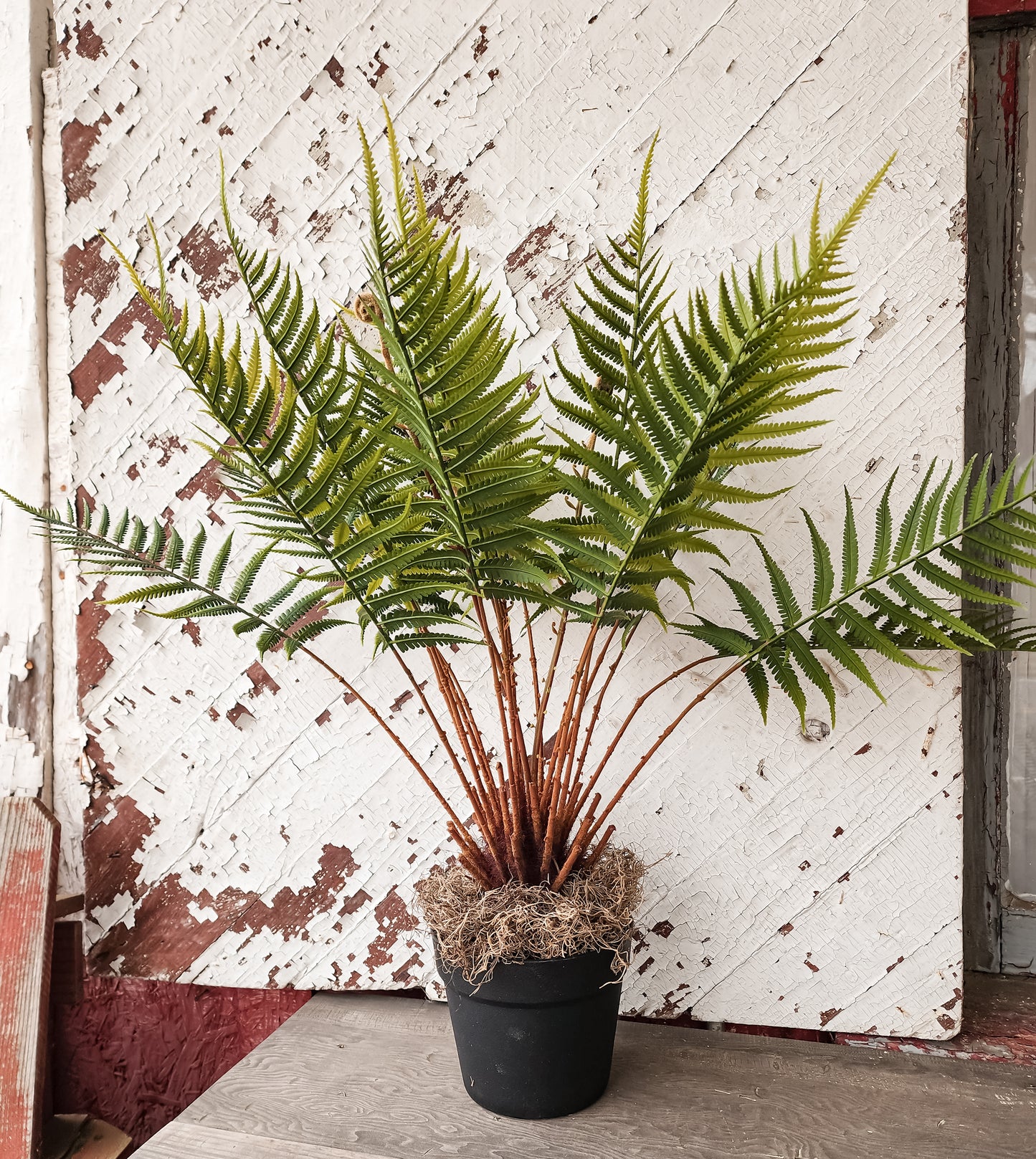 Potted Fern Plant