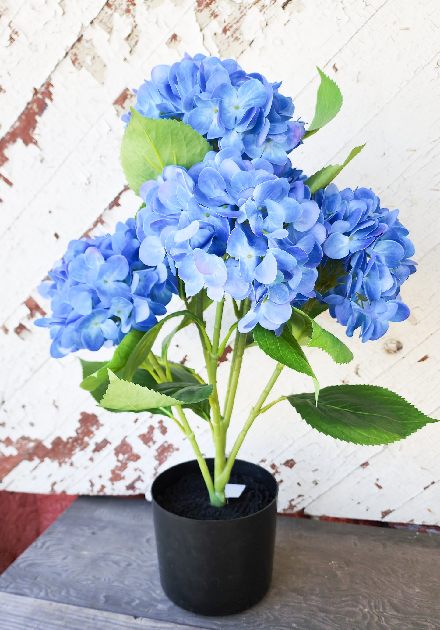 Potted Hydrangea Bush (Assorted Colors)