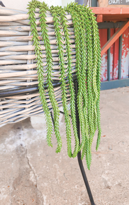 Hanging Succulent Plant