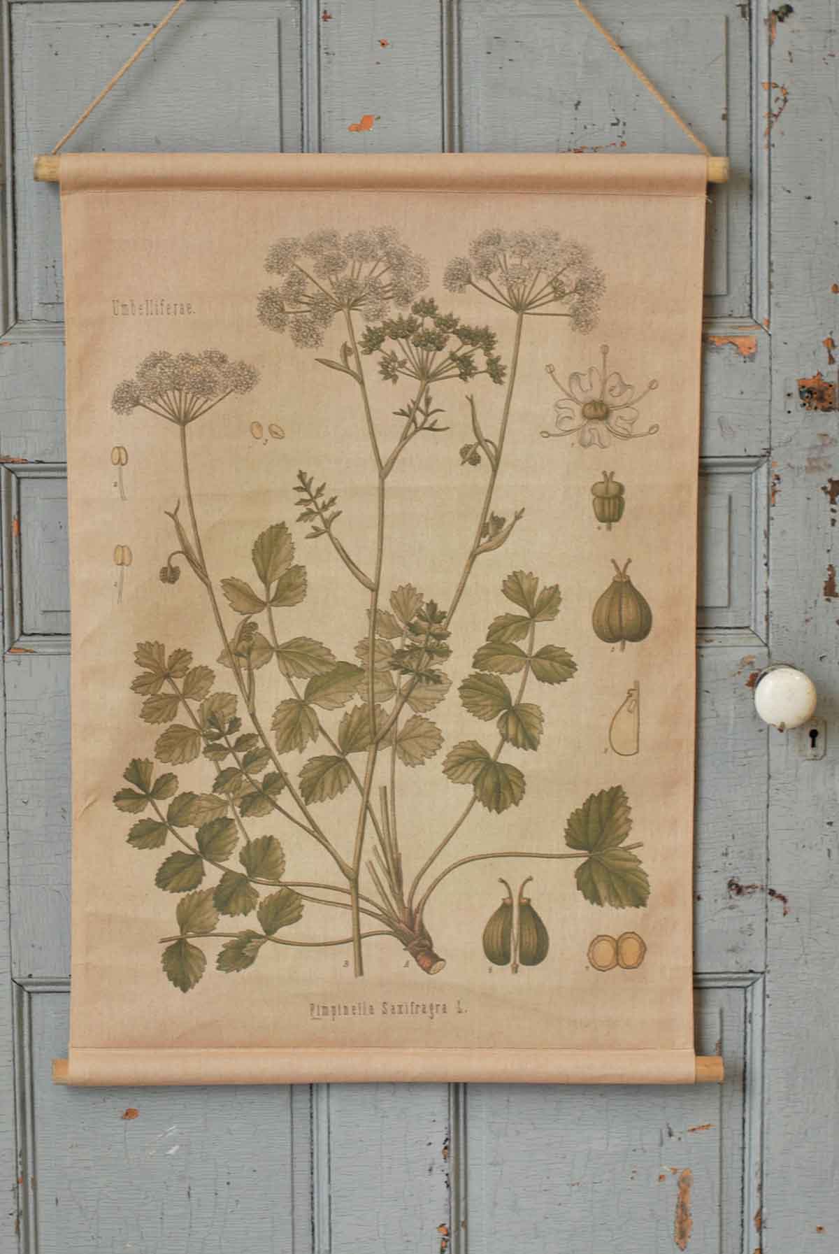 Pimpinella Botanical Canvas